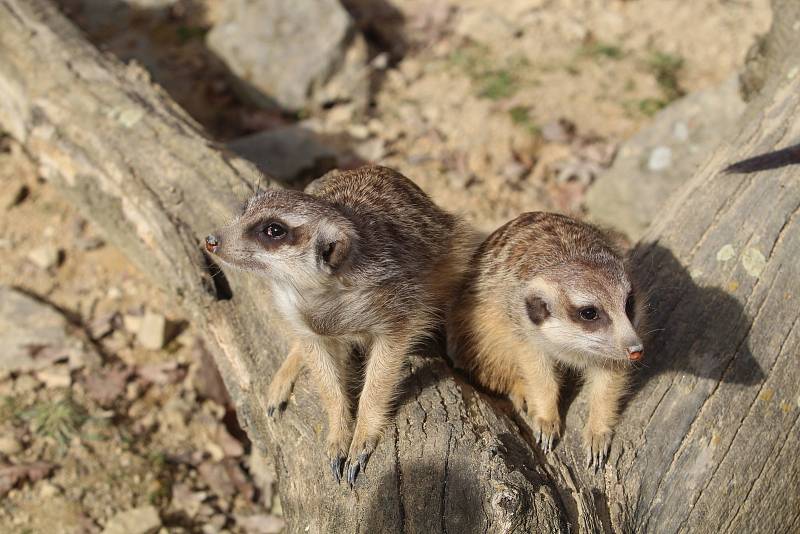 Obyvatelé (a pracovníci) ZOO Ohrada.