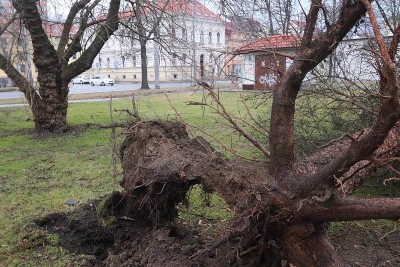 Extrémně silný vítr v Českých Budějovicích na Pražském předměstí vyvrátil stromy.