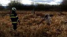 Přímo v krajském městě zachraňovali profesionální hasiči v sobotu 1. února jelena.