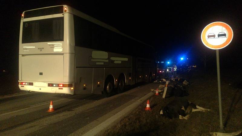 Na silnici mezi Kamenným Újezdem a Velešínem se v sobotu večer srazil autobus se stádem krav.