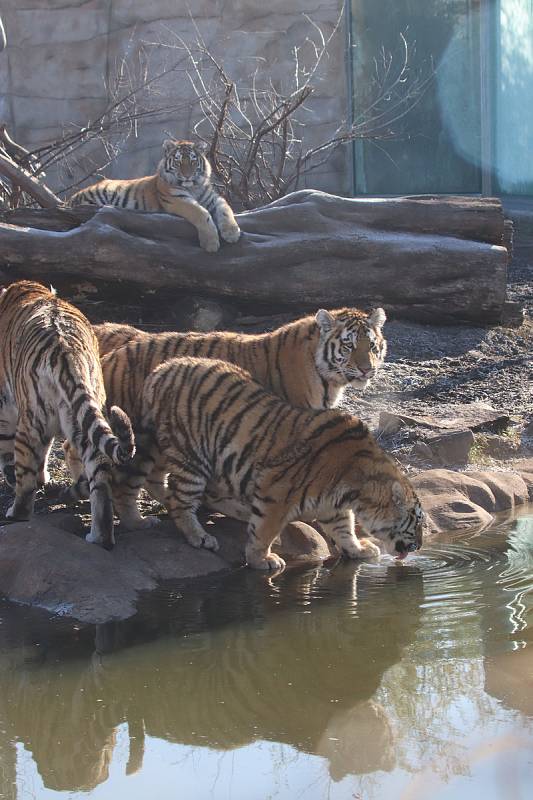 Tygřata v ZOO Ohrada v Hluboké nad Vltavou ve výběhu pěkně řádí.