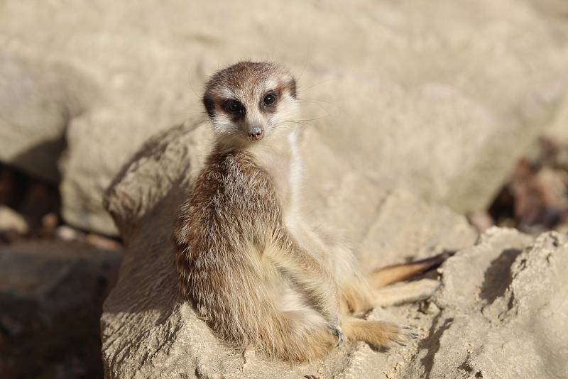 Obyvatelé (a pracovníci) ZOO Ohrada.