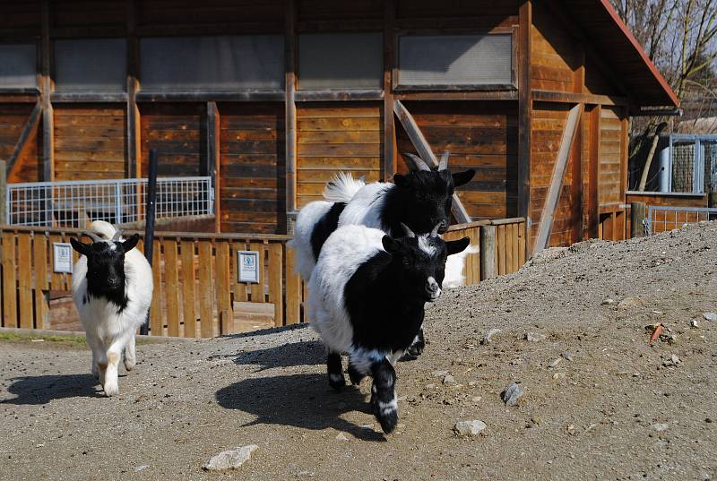 S příchodem jara se v ZOO Hluboká nad Vltavou narodila první mláďata: lemuří dvojčata, malý kočkodan husarský (první letošní mládě) nebo jehňata ouessantských ovcí.