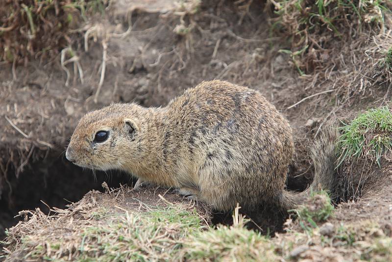 Jihočeská zoologická zahrada Hluboká