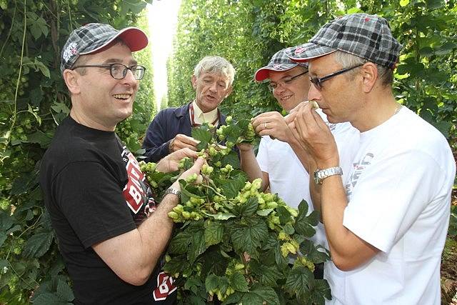 Na chmelnici v Blšanech u Žatce v pátek ráno sklidili 800 kilogramů čerstvého chmele pro Budějovický Budvar. Za pár hodin se z něj začalo vařit speciální prémiové pivo.