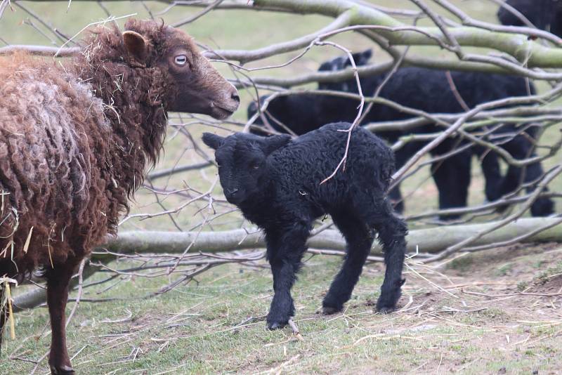 Mladá zvířata v zoo ohrada v Hluboké nad Vltavou. Narodilo se pět malých lemurů, jeden kočkodan husarský a tři ovečky ouessantské.