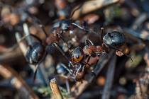 Mravenci, ilustrační foto.