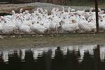 Ptačí chřipka na Novohradsku ohrožuje šlechtitelský chov hus v Byňově.