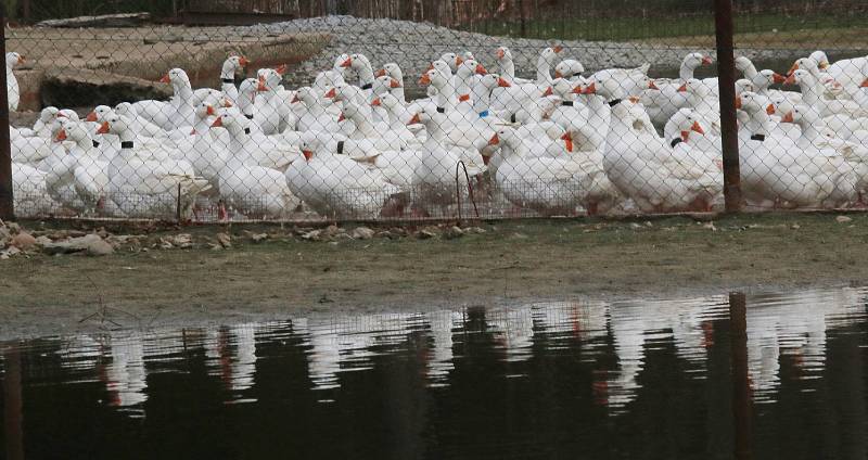 Ptačí chřipka na Novohradsku ohrožuje šlechtitelský chov hus v Byňově.