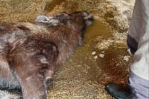 V Zoo Hluboká uhynula březí losice. Pravděpodobně ji návštěvníci nakrmili pečivem. Nevhodné krmení se stalo osudným nejenom samici, ale i dvěma nenarozeným mláďatům, neboť byla březí.