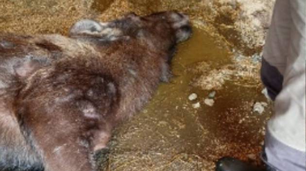 V Zoo Hluboká uhynula březí losice. Pravděpodobně ji návštěvníci nakrmili pečivem. Nevhodné krmení se stalo osudným nejenom samici, ale i dvěma nenarozeným mláďatům, neboť byla březí