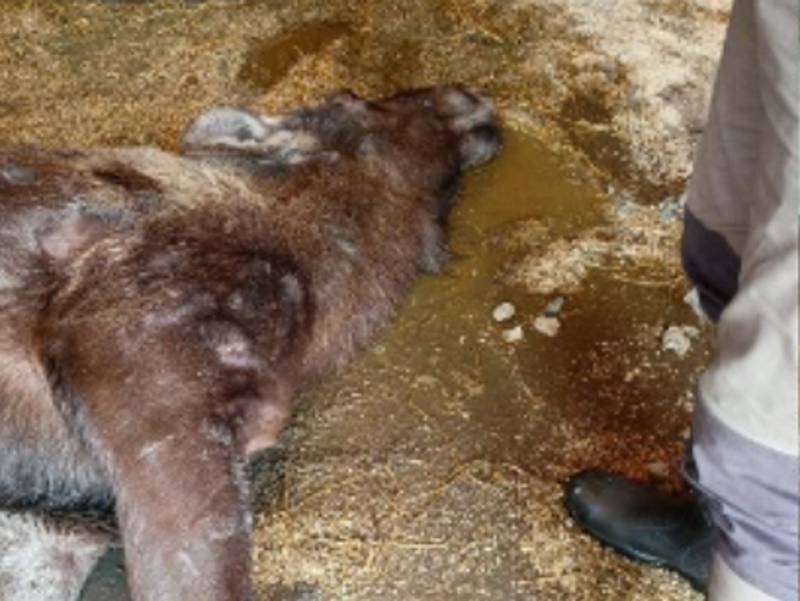 V Zoo Hluboká uhynula březí losice. Pravděpodobně ji návštěvníci nakrmili pečivem. Nevhodné krmení se stalo osudným nejenom samici, ale i dvěma nenarozeným mláďatům, neboť byla březí