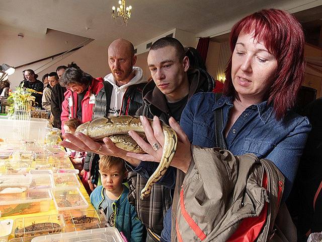 První letošní terarijní výstava a burza se uskutečnila v neděli v Budějovicích. Přilákala stovky lidí. Velkou pozornost budili hadi, agamy, chameleoni a další zvířata.