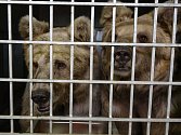 Z dalekého Dušanbe přicestovaly dvě samice vzácného medvěda plavého do hlubocké zoo.