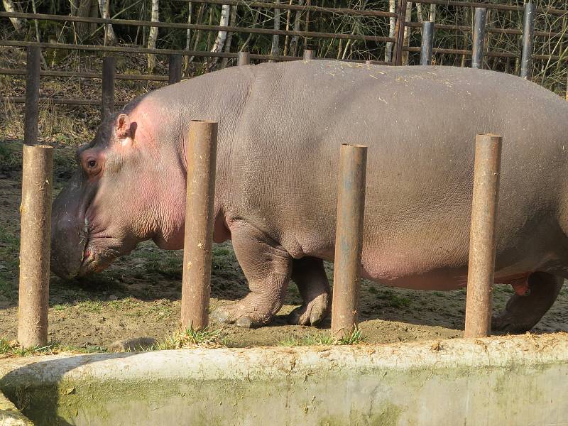 Nejroztomilejším zvířetem Jihočeského kraje je podle ankety Deníku dvoutunový obojživelný hroch ze Zoo Dvorec. Buborék pochází z Maďarska a letos v červenci oslaví 14. narozeniny.