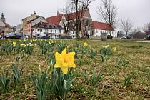 Jarní květy už zdobí České Budějovice u Mlýnské stoky i jinde na Sokolském ostrově.