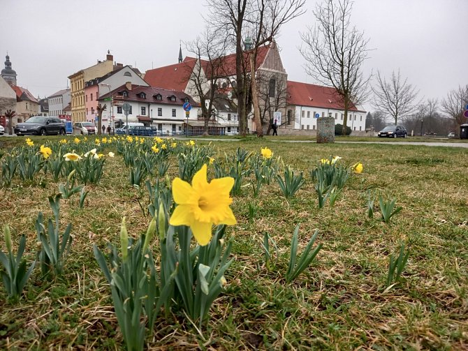 Jarní květy už zdobí České Budějovice u Mlýnské stoky i jinde na Sokolském ostrově.