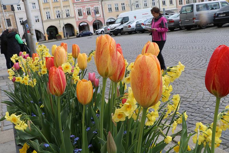 Krásně rozkvetlé záhony a květináče zdobí centrum Českých Budějovic.