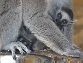 U lemurů kata jsou k vidění tři mláďata: dvojčata a jedináček.