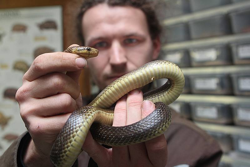 Na snímku pracovník ZOO Ohrada Pavel Kossel s užovkou stromovou.