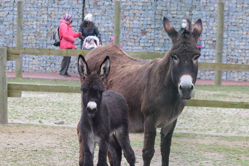 Zoo Ohrada v Hluboké nad Vltavou otevřena. Oslík domácí se narodil ve čtvtek minulý týden.