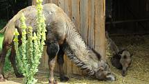 Zoo Na Hrádečku s majitelkou Romanou Albrechtovou se věnuje chovu velbloudů již 10 let.