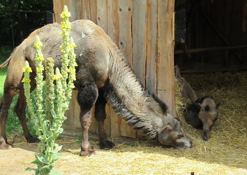 Zoo Na Hrádečku s majitelkou Romanou Albrechtovou se věnuje chovu velbloudů již 10 let.