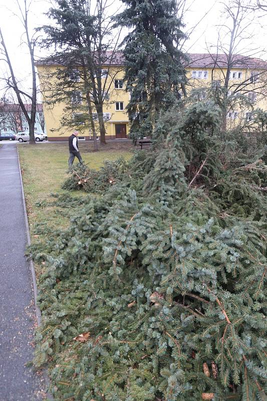 Extrémně silný vítr v Českých Budějovicích na Pražském předměstí vyvrátil stromy.