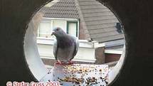 Trubkový městský holubník v Amsterdamu.