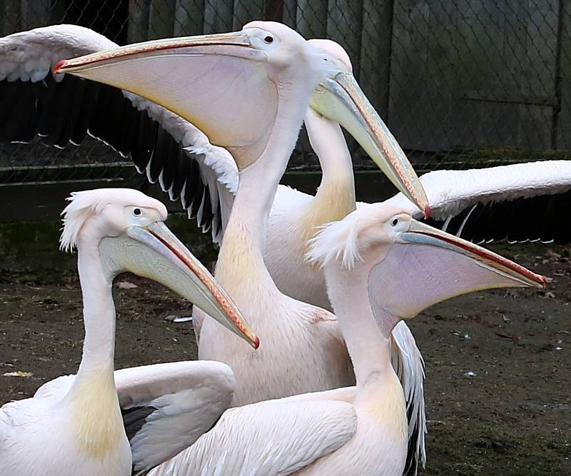 Pelikání v hlubocké ZOO dostali s přicházejícím jarem svobodu venkovního výběhu