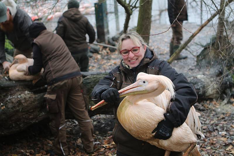 Přesun pelikánů bílých do zimoviště v zoo Ohrada v Hluboké nad Vltavou.
