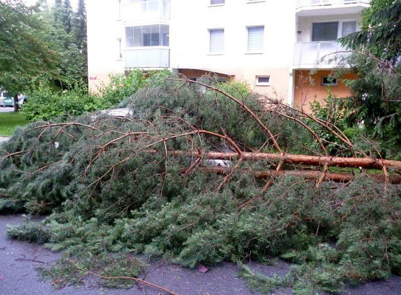 V Českých Budějovicích popadalo mnoho stromů.