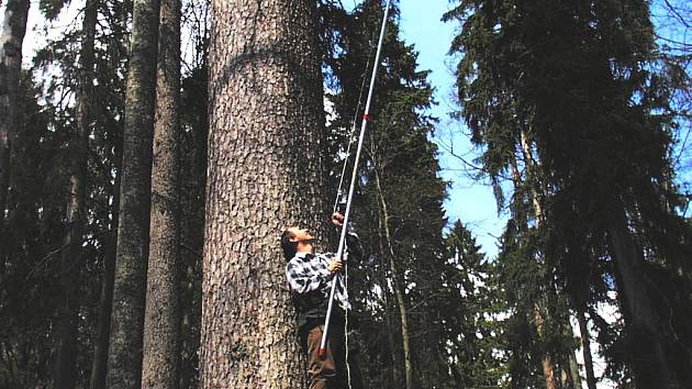 Zakladatel laboratoře Jiří Mánek sbírá pro genetické analýzy smrkové větvičky s pupeny. Pokud nestačí žebřík a šestimetrová tyč, najímá si horolezce. Při rozboru jedné smrkové populace potřebuje materiál ze sedmdesáti stromů.