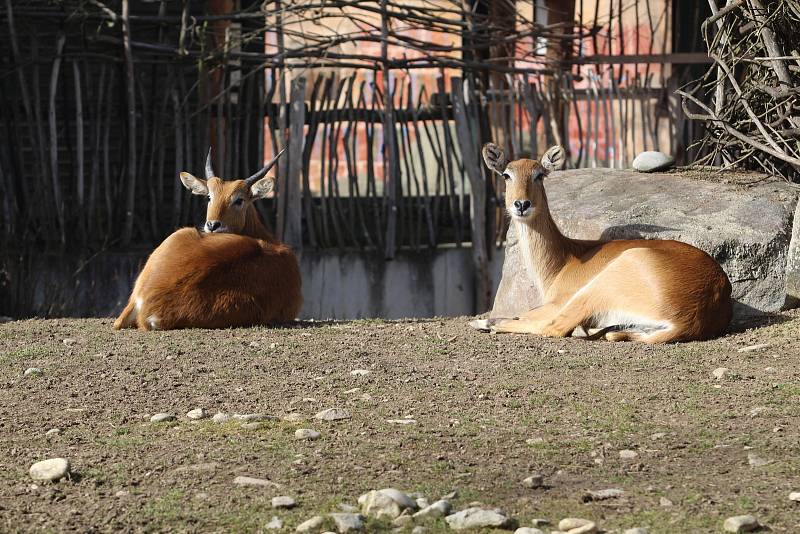 Obyvatelé (a pracovníci) ZOO Ohrada.