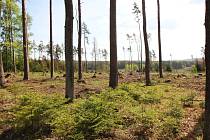 Zrzavý les, mrtvý les. Známka řádění kůrovce. Dřevo napadené lýkožroutem je nutné co nejrychleji zpracovat a odvézt z lokality.