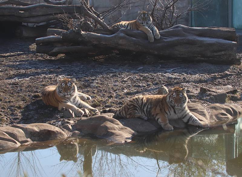 Tygřata v ZOO Ohrada v Hluboké nad Vltavou ve výběhu pěkně řádí.