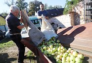 Výkup jablek v Mladém v Českých Budějovicích. Ročně zde vykoupí asi padesát tun padaných jablek k