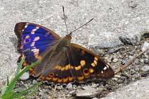 Jedním z živočichů, který si oblíbil hodějovické odkaliště, je i motýl batolec červený.