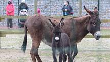 Zoo Ohrada v Hluboké nad Vltavou otevřena. Oslík domácí se narodil ve čtvtek minulý týden.