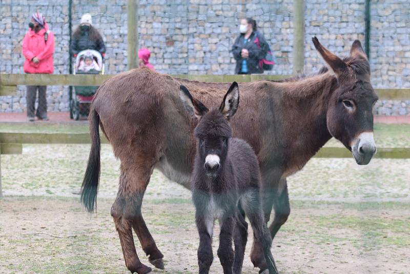 Zoo Ohrada v Hluboké nad Vltavou otevřena. Oslík domácí se narodil ve čtvtek minulý týden.
