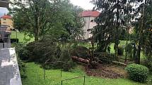 V Budějovicích na Pražském předměstí vítr vyvrátil strom.