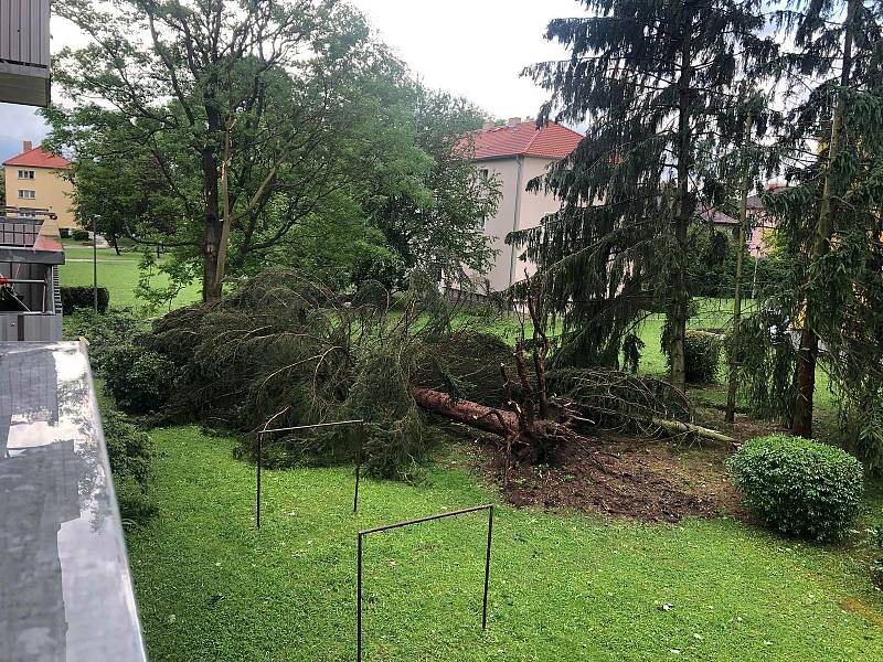 V Budějovicích na Pražském předměstí vítr vyvrátil strom.