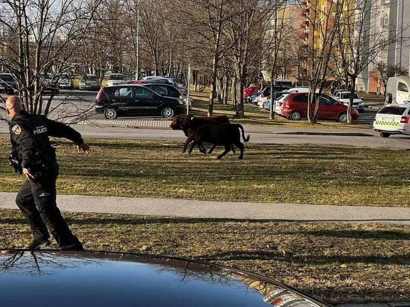 Krávy na útěku v Českých Budějovicích.