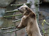 Medvěd Altaj se po měsíční karanténě přestěhoval do výběhu v Zoo Ohrada.