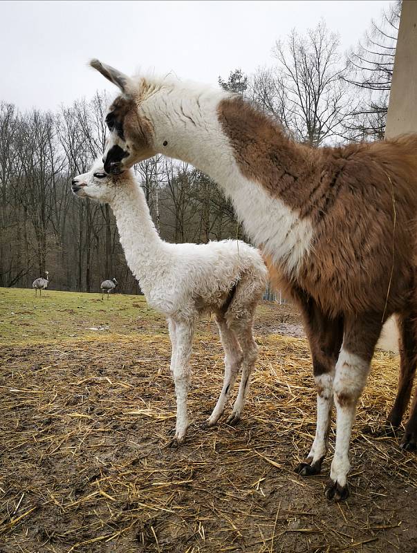 Mládě lamy krotké v ZOO Na Hrádečku