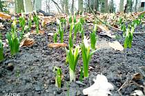 Jaro klepe na dveře i v táborské botanické zahraděIng.