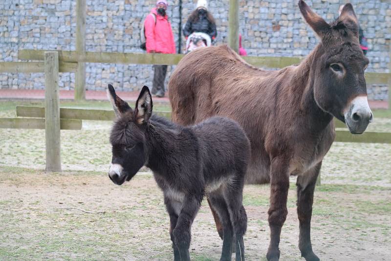 Zoo Ohrada v Hluboké nad Vltavou otevřena. Oslík domácí se narodil ve čtvtek minulý týden.