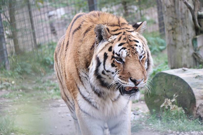 Zoologická zahrada Dvorec u Borovan