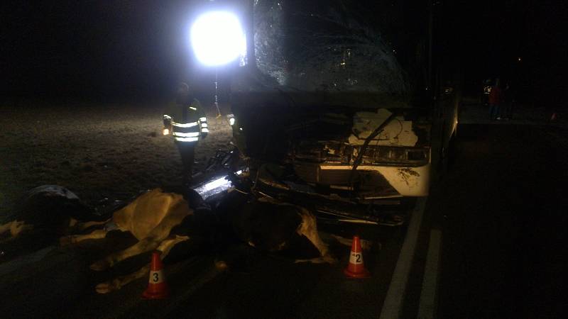 Na silnici mezi Kamenným Újezdem a Velešínem se v sobotu večer srazil autobus se stádem krav.