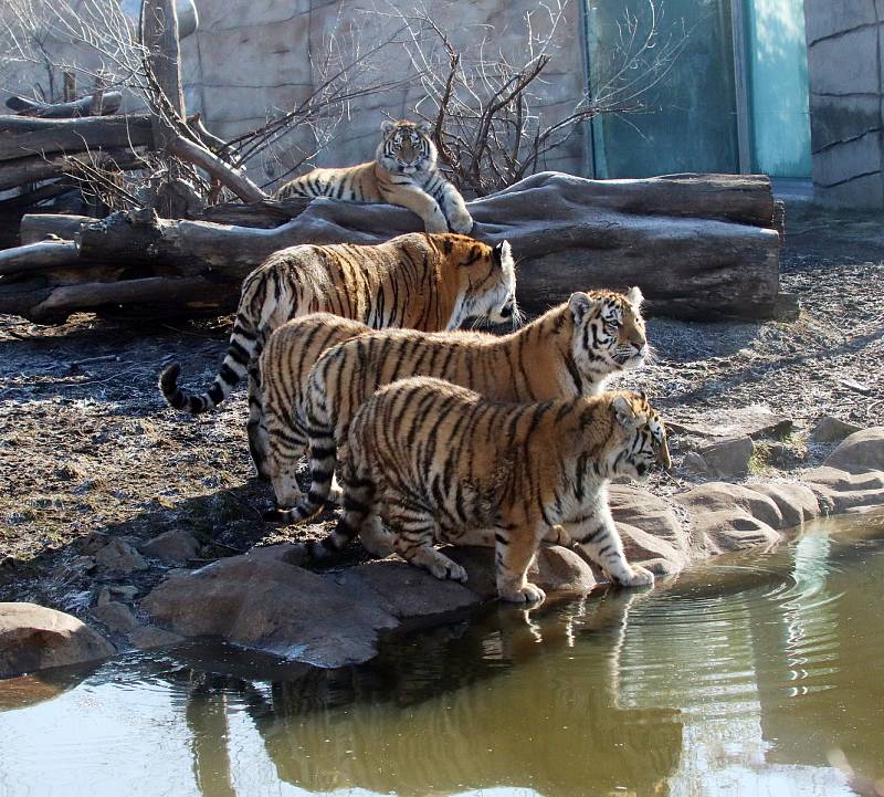 Tygřata v ZOO Ohrada v Hluboké nad Vltavou ve výběhu pěkně řádí.